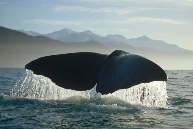 Private Kaikoura Whale Watch - Photo 1 of 11